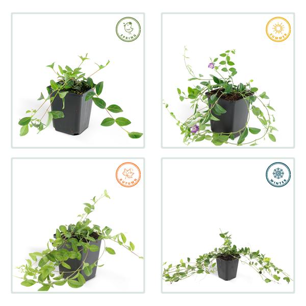 Vinca minor &