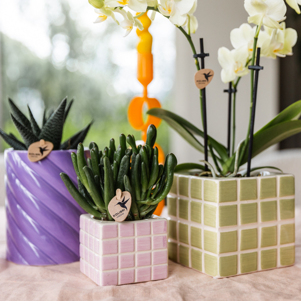 Gele phalaenopsis orchidee Mexico met sierpot