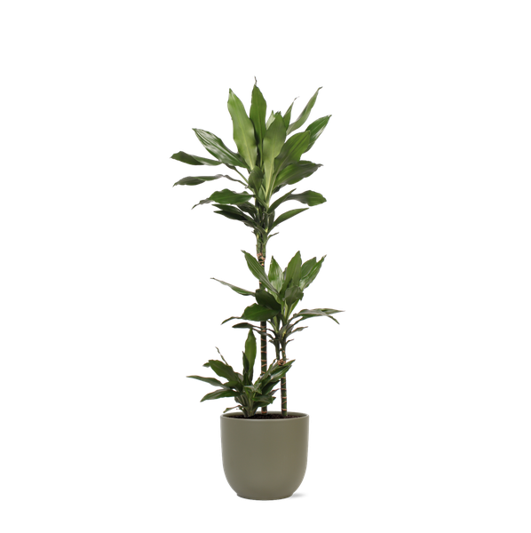 Dracaena Janet Lind Ø24cm ↕120cm in Boule OLIVE pot