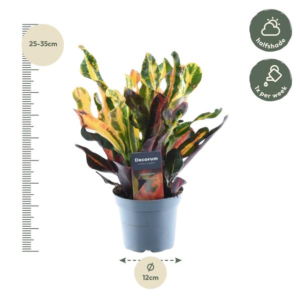 Codiaeum variegatum &