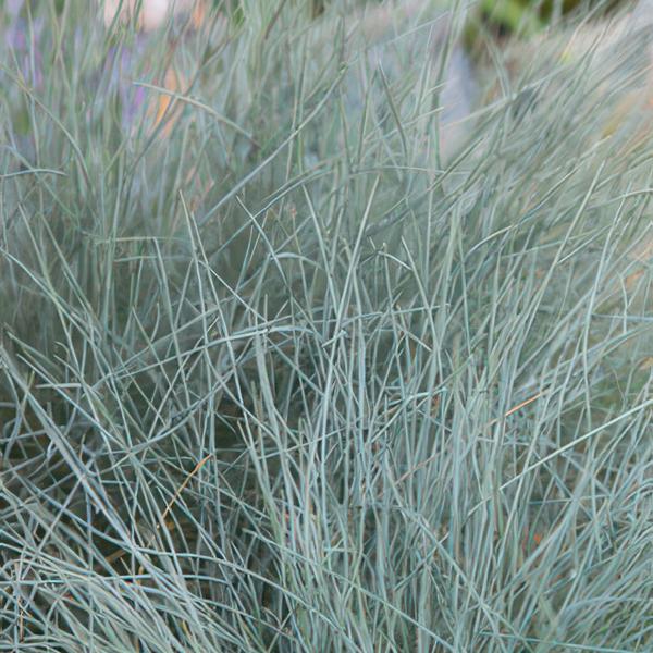 Festuca glauca &
