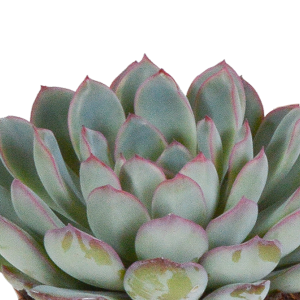 Echeveria mix 8.5 cm - 3x - zonder pot