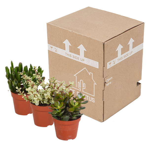 Crassula mix 8.5 cm - zonder pot - 3x