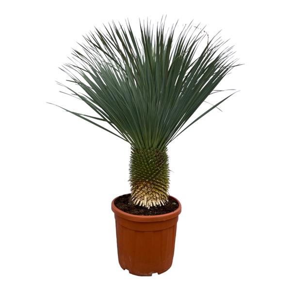 Yucca Rostrata – 160 cm – Ø50 cm