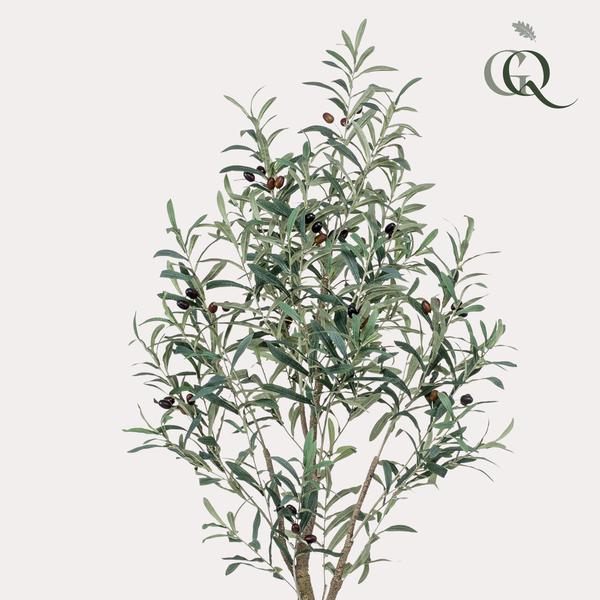 Olea europaea - Olijfboom - 140 cm