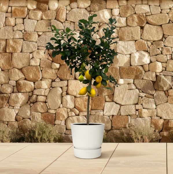 Citrus Lemon - Citroenboom