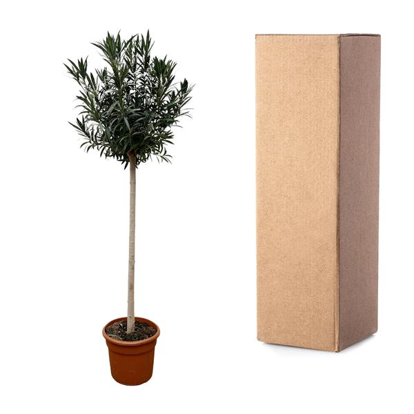 Nerium Oleander auf Stiel mit roter Blüte – 170 cm – Ø40