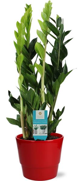 Zamioculcas Zamiifolia - Ø17cm - ↕70cm + Pot Basic D18x15cm - Rood
