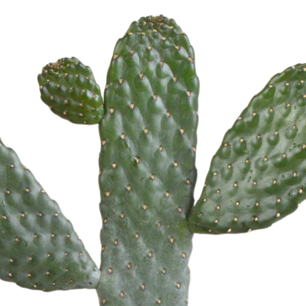 Opuntia consulea - 17cm - zonder pot