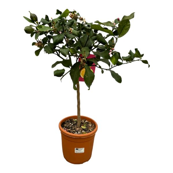 Zitrus-Zitrone – 80 cm – Ø22 cm