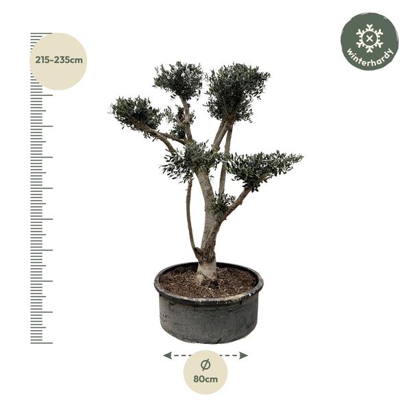 Olea Europaea Pompon – 210 cm – Ø80
