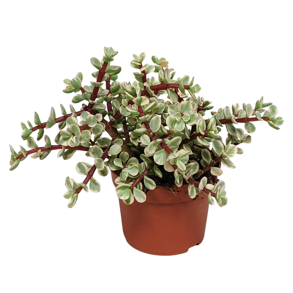 Portulacaria afra Variegata 10,5cm - zonder pot