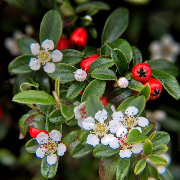 Cotoneaster dam. &