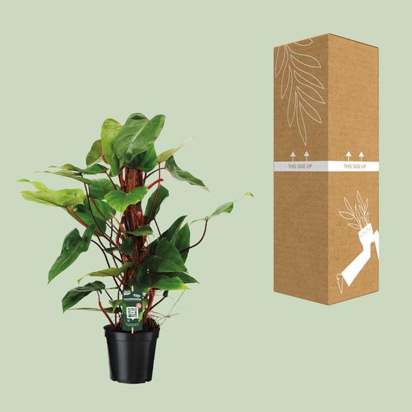 Philodendron Red Emerald - Ø19cm - ↕80cm