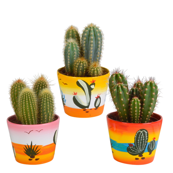 Cereus mix 10,5cm - 3x - in Mexicaanse pot