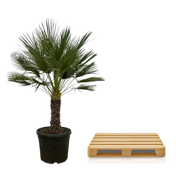 Arecaceae - Chamaerops Humilis op Stam