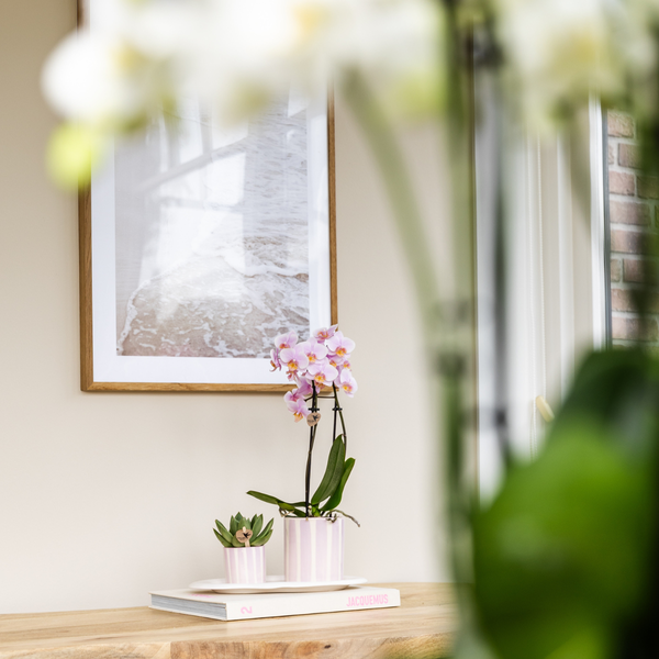 Kolibri Orchids | Gift set Mediterranean Sunset small | Groene plant met roze Phalaenopsis orchidee Andorra in Painted Stripe sierpotten op wit organisch dienblad