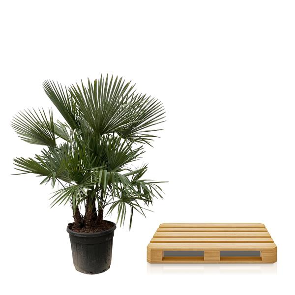 Trachycarpus mit mehreren Stämmen – 200 cm – Ø45