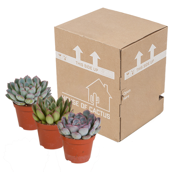 Echeveria mix 8.5 cm - 3x - zonder pot