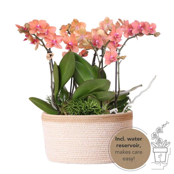 Oranje Plantenset in Cotton Basket inclusief Waterreservoir