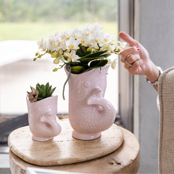 Kolibri Orchids | Witte orchidee &