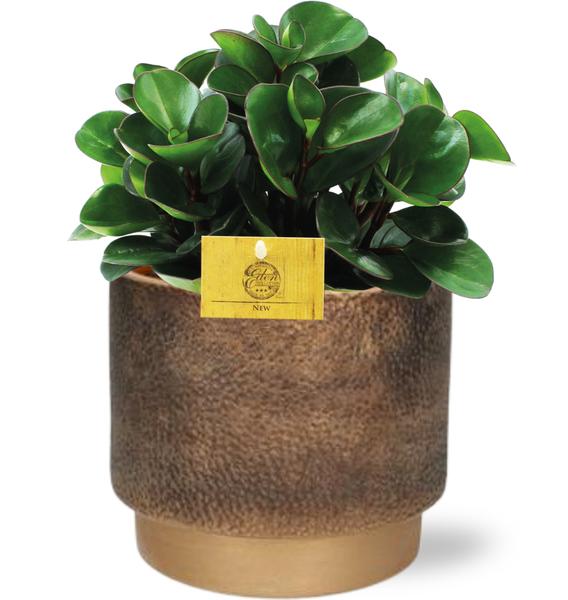 Peperomia Burning Bush - Ø15cm - ↕25cm + Merel Pot D16x14cm - Goud