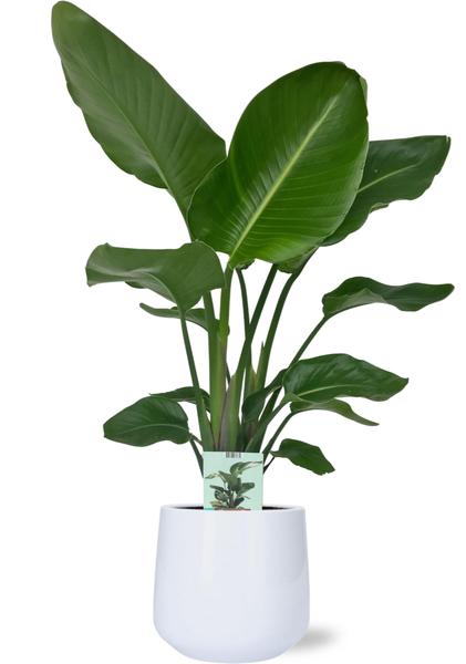 Strelitzia Nicolai - Ø19cm - ↕90cm + Puglia Pot D21/23,5x21cm - Wit