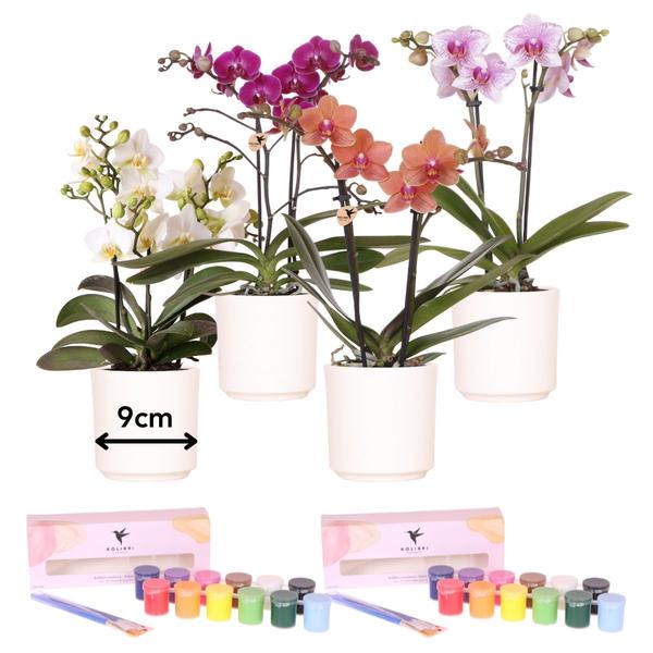 Verfpakket Orchideeën voor het schilderen van bloempotten