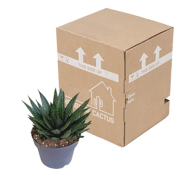 Gasteria &