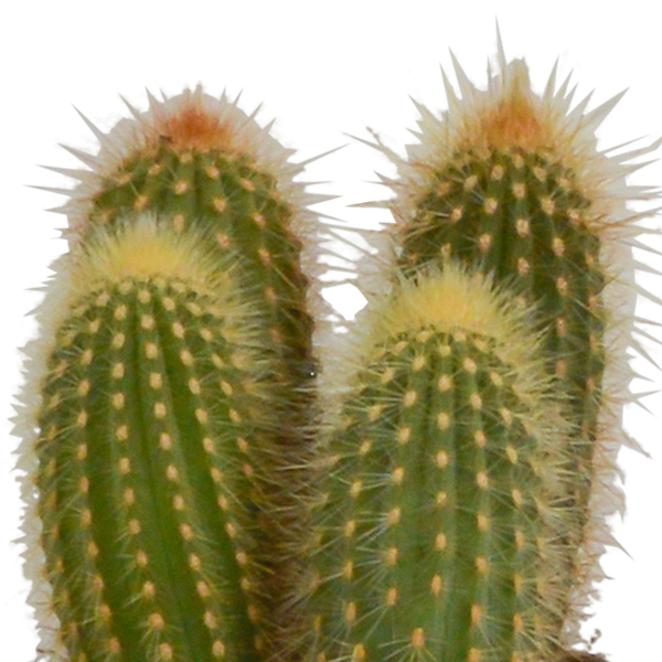 Cereus mix 10,5cm - 3x - in witte pot