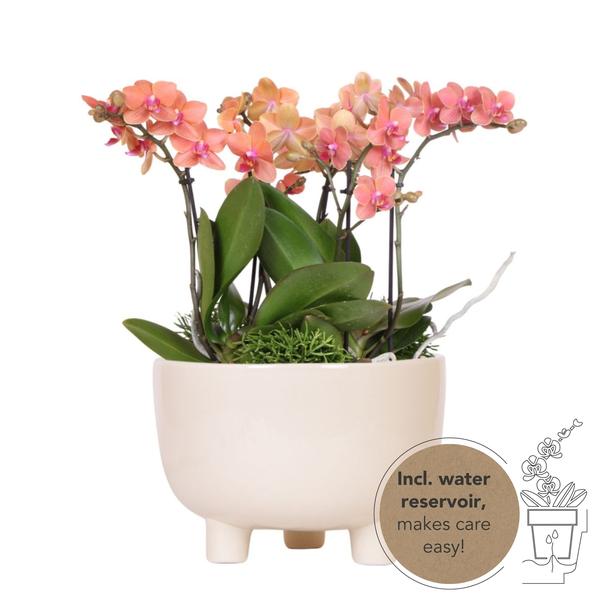 Oranje Plantenset in Gummy dish inclusief waterreservoir