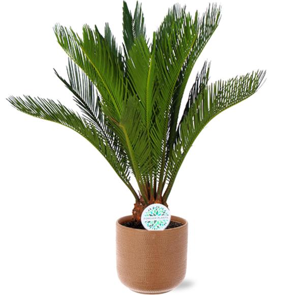 Cycas Revoluta - Ø17cm - ↕70cm + Aresso Pot D18x16,5cm - Bruin
