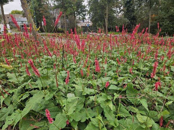 Persicaria amplexicaulis - ↕10-25cm - Ø9cm - 6x