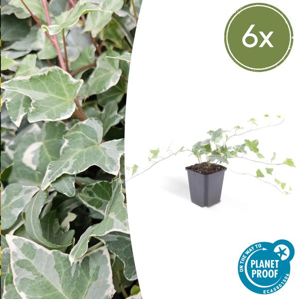 Hedera helix &
