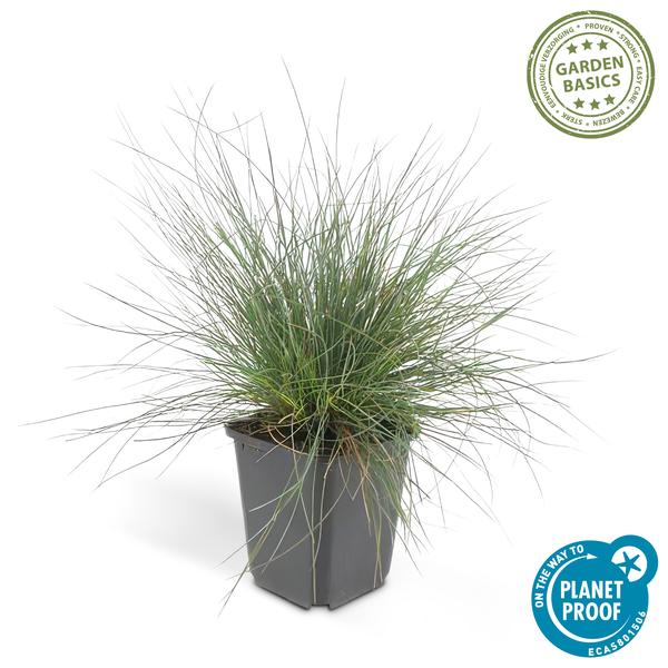 Festuca glauca &