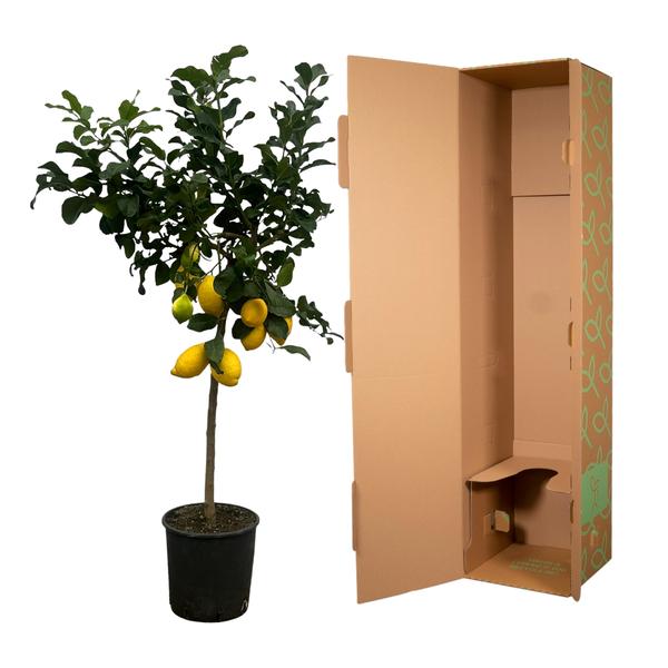 Citrus Lemon - Citroenboom