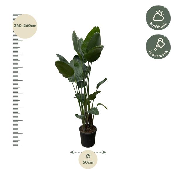 Strelitzia Nicolai XXL
