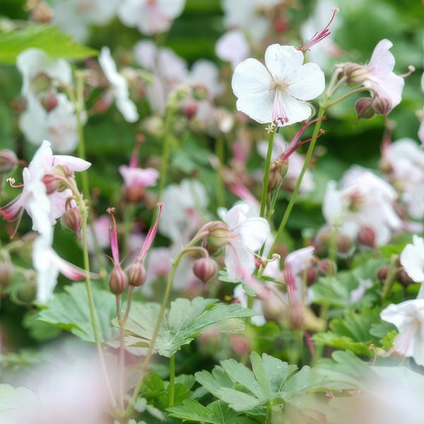 Geranium cant. &