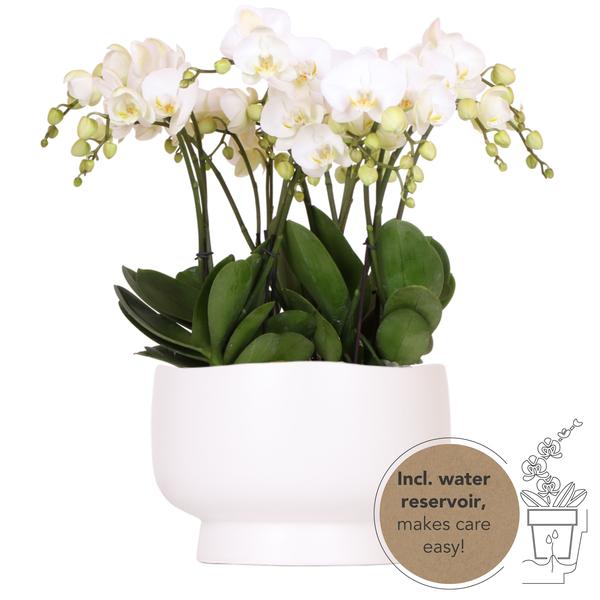Witte Orchideeënset in Scandic dish inclusief Waterreservoir