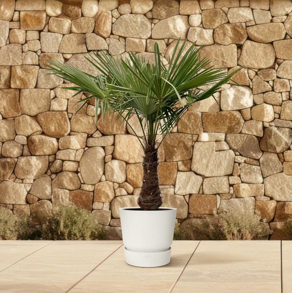 Trachycarpus – 220 cm – Ø45