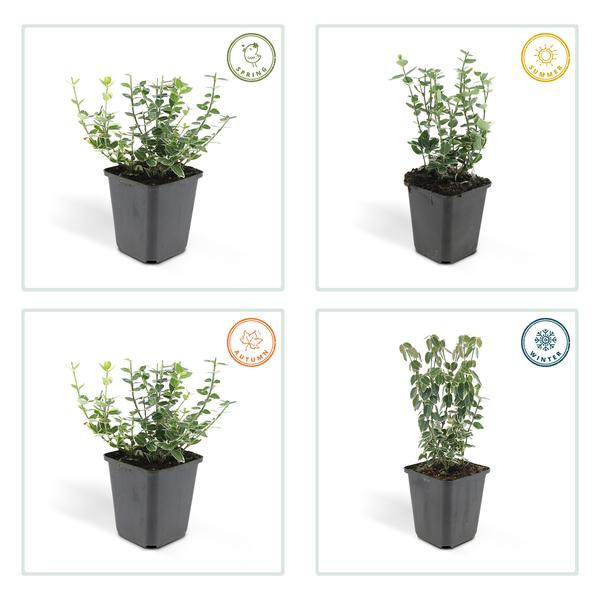 Euonymus &