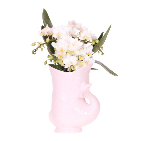 Kolibri Orchids | Witte orchidee &