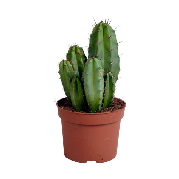 Polaskia chula 12cm