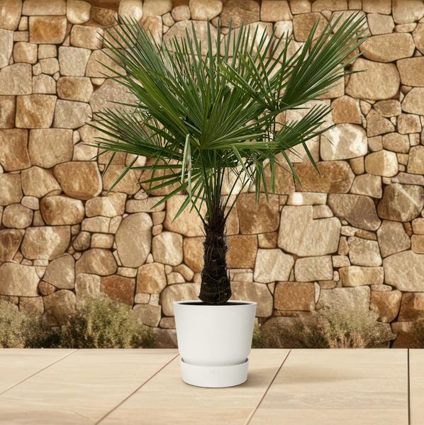 Trachycarpus – 180 cm – Ø30