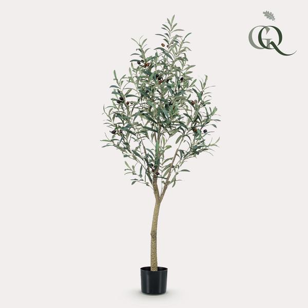 Olea europaea - Olijfboom - 140 cm