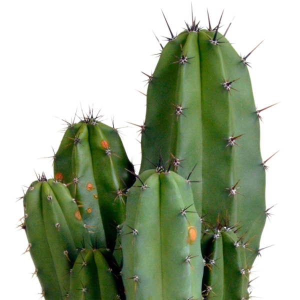 Polaskia chula 12cm