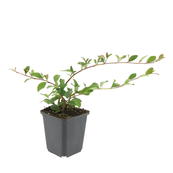 Cotoneaster dammeri - ↕10-25cm - Ø9cm - 6x