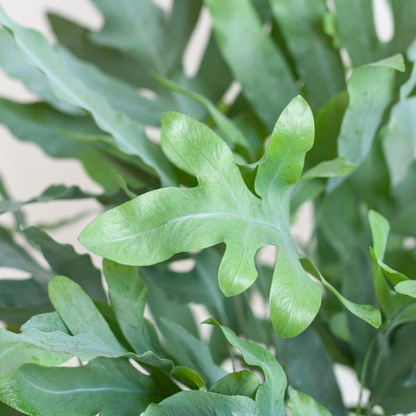 Phlebodium Aureum &