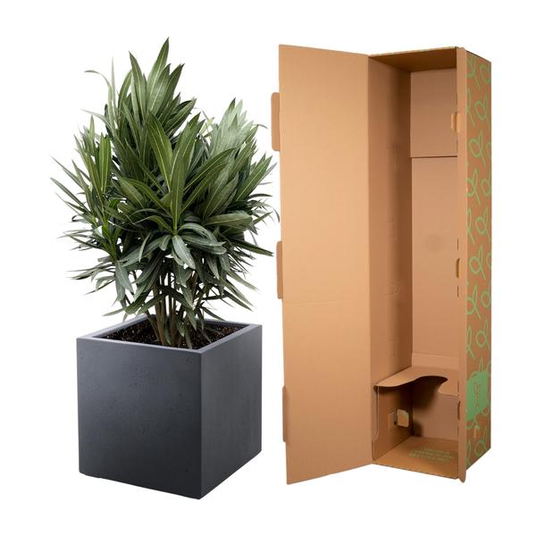 Nerium Oleander struik met rode bloem - 130cm- Ø26