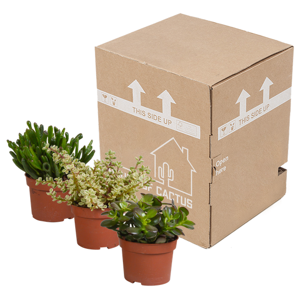 Crassula mix 10,5 cm - 3x - zonder pot